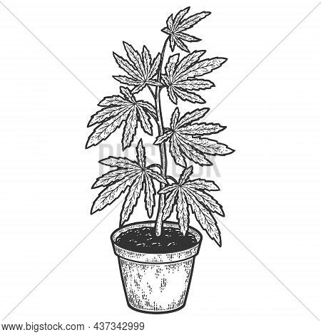 Cannabis Or Marijuana Bush In Pot. Indica Tree. Hemp Herb. Sketch Scratch Board Imitation.