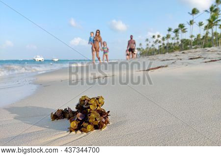 Vacation On Tropical Beach, Sargasso Seaweed On Sand Against Family Couple With Children Walking On 