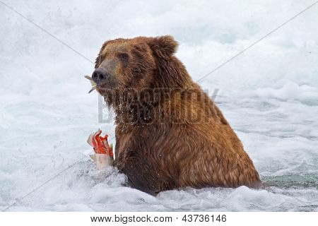 Grizly Bären in Alaska