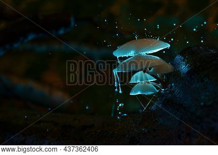 Slime Mold In The Dark Forest Lit By Artificial Flash Light With Different Color Gels And Water Spra