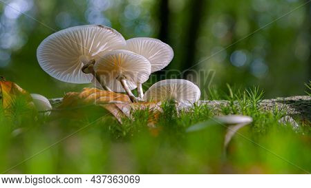 Beautiful White Forest Mushrooms - Mucidula Mucida, Oudemansiella Mucida, Commonly Known As Porcelai