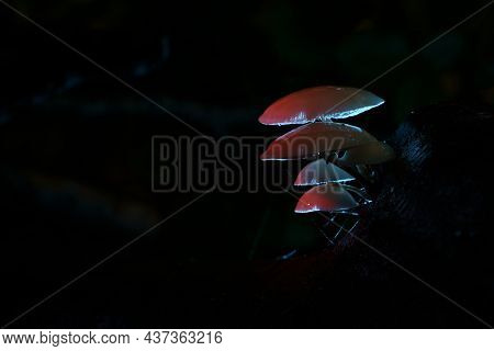 Porcelain Fungus (oudemansiella Mucida) Creatively Illuminated With Flash Light
