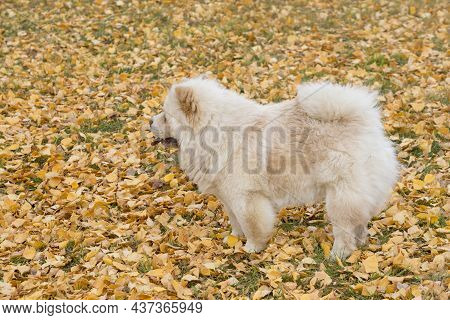 Cute Puffy-lion Dog Is Standing On A Yellow Foliage In The Autumn Park. Chow Chow Or Chowdren. Pet A