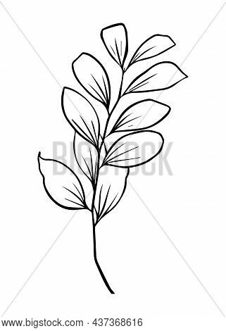 Outlines Of Ruscus Leaves. Vector Isolated Clipart.
