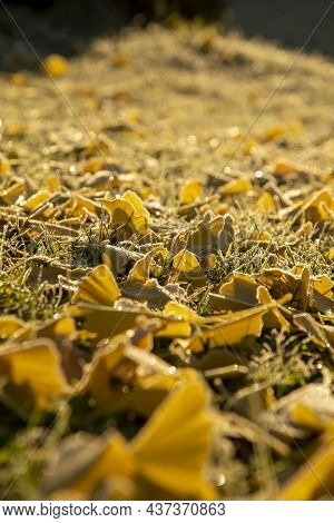 Yellow Ginkgo Biloba (maidenhair Tree) Leaves On Grass In Autumn With The Frost.