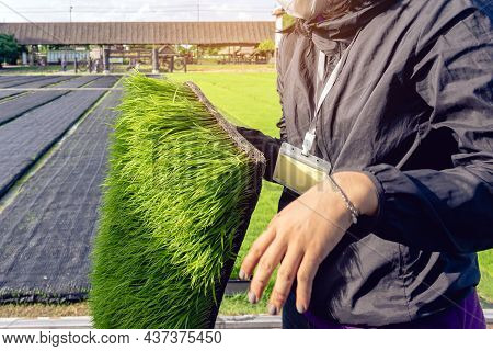 Young Rice Sprout Ready To Growing In Rice Field. Farmer Transplanting Rice Seedlings. Fragrant Jasm