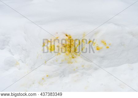 Yellow Traces Of Urine In The Snow