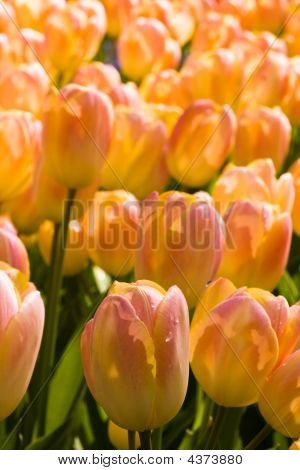 Hermosos tulipanes