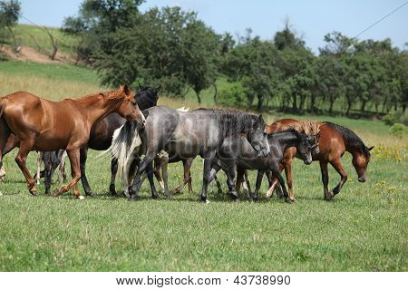 Kudde van het runnen van paarden