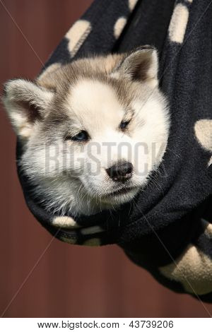 Siberische Husky pup