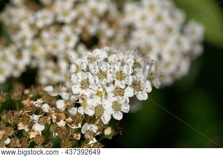 Flowers Of The Meadowsweet Spiraea Trichocarpa