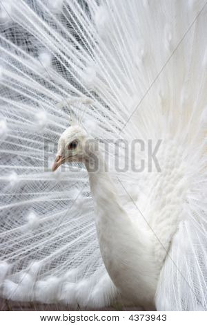 weiße Pfau