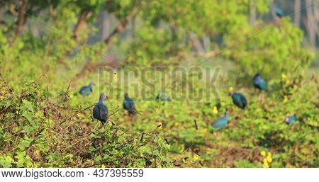 Goa, India. Grey-headed Swamphen Birds In Morning Sitting On Bush Branches Near Swamp. Porphyrio Pol