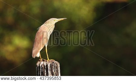Goa, India. Indian Pond Heron Sitting On Pillar In Sunny Morning.