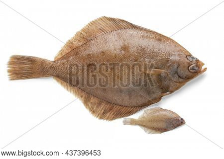 Fresh whole raw common dab fish and baby fish isolated on white background