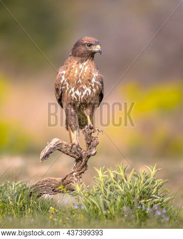 Common European Buzzard (buteo Buteo) Raptor Bird Perched On Lookout And Looking For Prey In Spanish