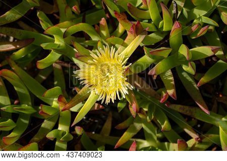 Hottentot Fig