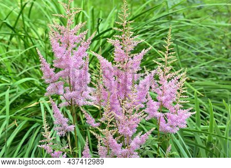 Astilba Flowers (latin: Astilbe) Close-up, Garden, Flower Garden, Without People. Clean Nature Of Si