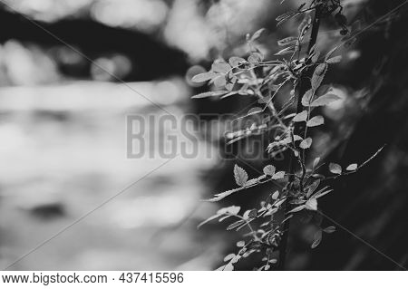 Selective Focus On The Thorns And Leaves Of A Multiflora Rose Plant, An Invasive Species In The Us