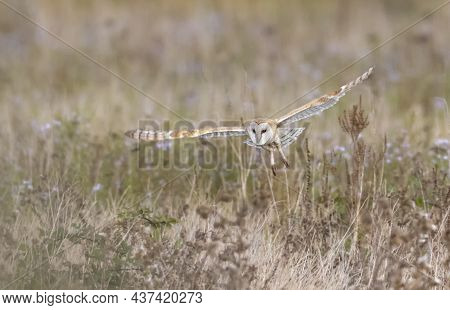 Flying Barn Owl Bird At Delta Bc Canada
