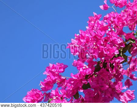 Background Of Pink Begonville Flowers Against Blue Sky On A Sunny Day