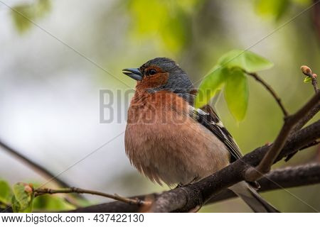 Common Chaffinch, Fringilla Coelebs, Sits On A Branch In Spring On Green Background. Common Chaffinc
