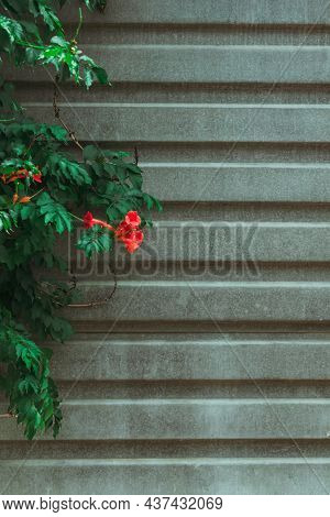 Vertical Background Depicting A Gray Fence And A Green Bush With A Kampsis Flower. . High Quality Ph