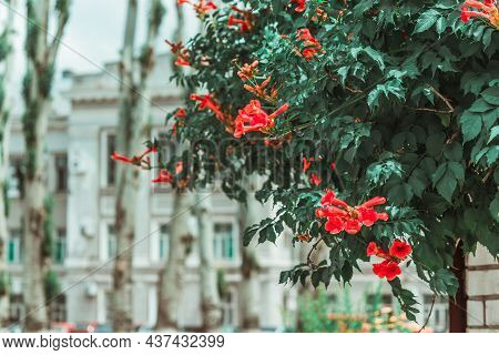 A Dense Bush Of Kampsis With Buds Against The Background Of An Old Building. . High Quality Photo