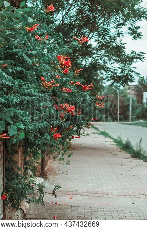 A Path Along The Road Where Kampsis Bushes Bloom. . High Quality Photo