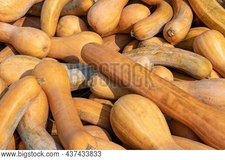 A Large Collection Of Lungo Di Napoli (cucurbita) Pumpkins At The Market On A Sunny Autumn Day. Beau
