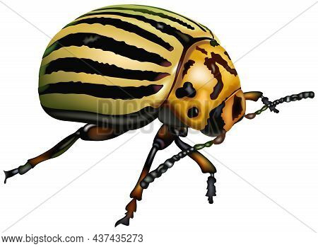 Colorado Potato Beetle (leptinotarsa Decemlineata) - Colored Illustration, Vector