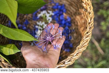 Many Flowers In Basket For Making Plant Tincture