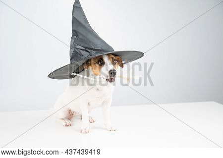 Jack Russell Terrier Dog In Witch Hat Holding Chicken Paw For Casting Spells On White Background.