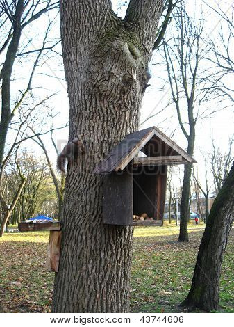 squirrel near the feeding-trough in the park