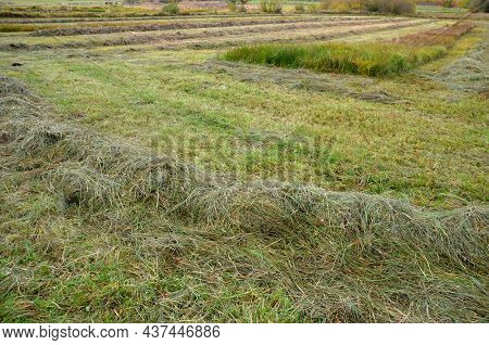 Lawn Uncut In One Half And Regularly Mown To Low Stems In The Other Half. The Mosaic Mowing Of The M