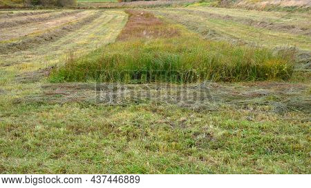 Lawn Uncut In One Half And Regularly Mown To Low Stems In The Other Half. The Mosaic Mowing Of The M
