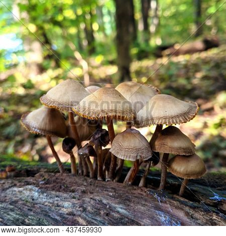 Gray Toadstool Mushrooms Growing From An Old Tree Against A Green Forest Background
