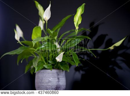 Peace Lily, Spatifilum Flower Plant In Decorative Pot
