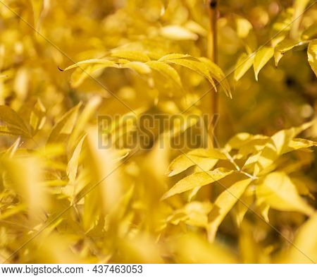 Photography To Theme Beautiful Yellow Maple Leaves On Autumn Forest Background. Photo Consisting Of 