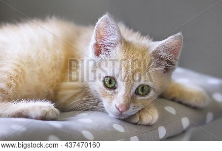 Portrait Of Cute Little Red Kitten Are Laying On A Pillow, Pet At Home.