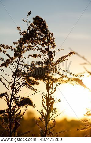 Silhouettes Of Dry Plants On Background Of Sunset. Selective Focus Inflorescences Of Dry Grass With 