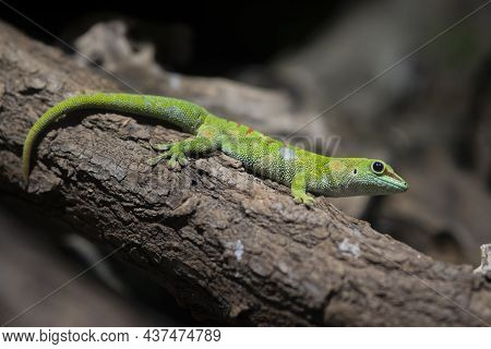 Giant Geko Of Madagascar In Nature. Side View