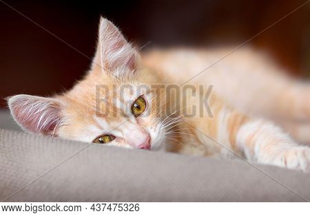 Cute Little Red Kitten Are Laying On A Pillow And Looking At Camera.