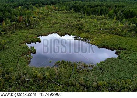 Swamp With Trees In The Forest. The Concept Of Ecology And Environmental Protection. Scene Riverine 