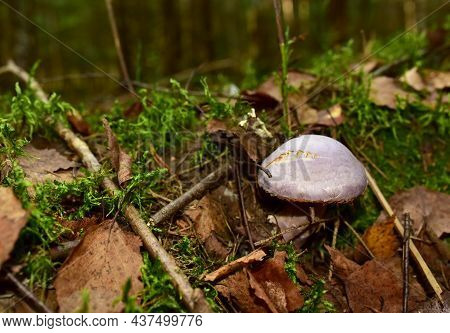 Inedible Mushroom In The Forest. Toadstool Poisonous And Fly Agaric Fungi. Danger Toxic Mushroom Wit