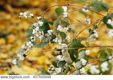 Snowberry - Shrub With White Berries, Symphoricarpus Shrub On A Yellow Background Of Autumn Leaves