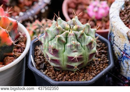 Green Tone, Gymnocalycium Mihanovichii Is A Type Of Cactus Or Succulents Tree That Is Bred From Thai