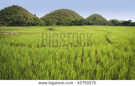 Bohol Chokolade Hills Panorama Filippinerne