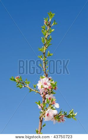 空の桜花支店