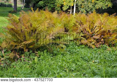 Dry Fern. Yellow Leaves. Beautyful Ferns Leaves Green Foliage Natural Floral Fern Background In Sunl